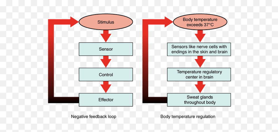 What Exactly Is Homeostasis And Why Is - Homeostasis Process Emoji,Body Heat Emotion Chart