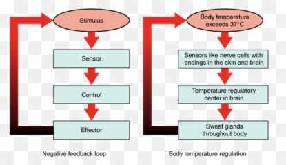 What Exactly Is Homeostasis And Why Is - Homeostasis Process Emoji,Body Heat Emotion Chart