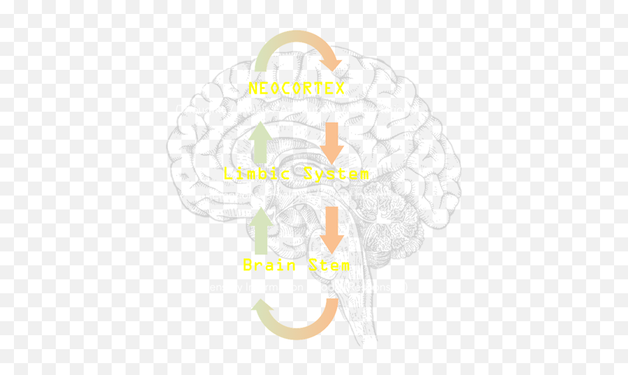 Sequential Psychotherapy - The Simple Steps To Success Top Down Control System Of The Brain Emoji,Emotion Brain