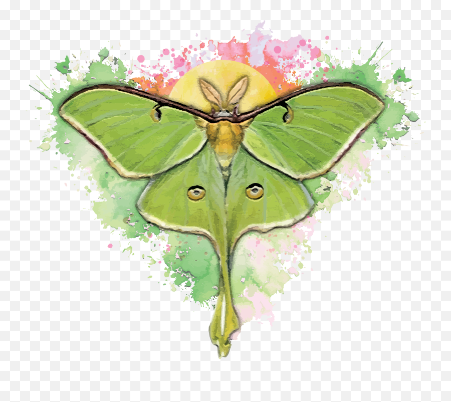 The Luna Parlor In Tampa Fl - Luna Moth Emoji,Can Luna Moths Feel Emotions