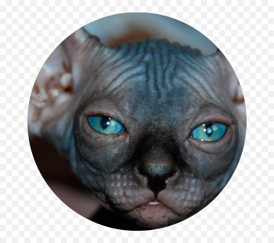 Sphynx Care - Elf Hairless Cat Emoji,Cat Ears That Tell Your Emotions