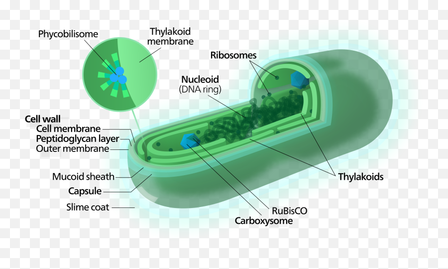 The Dirty Dozen Twelve Fallacies Evolutionists Make When - Prokaryotic Cell Blue Green Algae Emoji,Logical Fallacies Appeal To Emotion