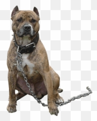 Pitbull Chain Transparent Png - Stickpng Food For American Bully Puppy Emoji,Pitbulls Read Emotion