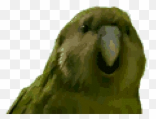 Top Dancing Bird Stickers For Android U0026 Ios Gfycat - Rareparrot Gif Emoji,Parrot Emoji