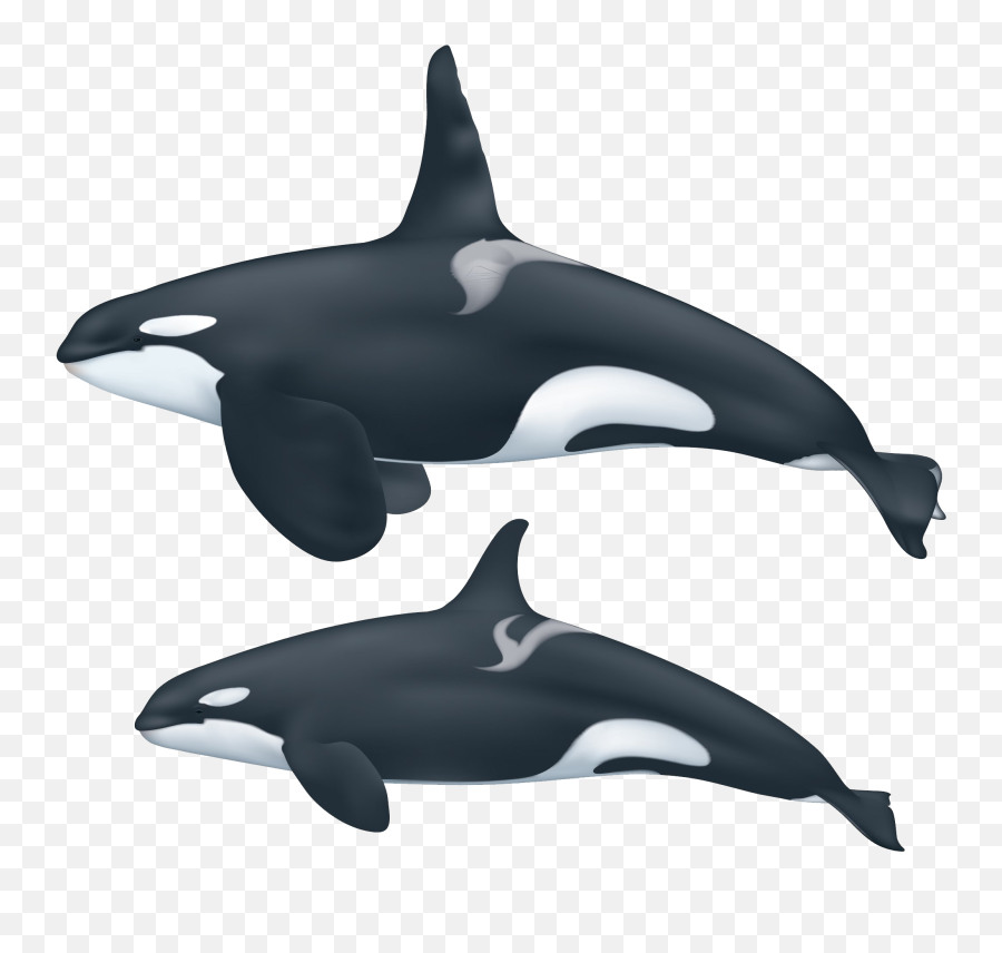 Killer Whale Whale Whales Orca - Orca Pattern Emoji,Blue Whales Emotions