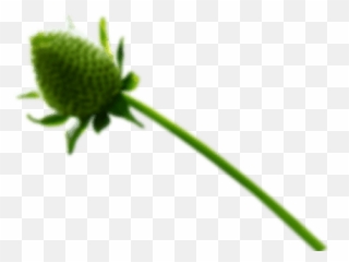 Pikmin 3 Deluxe For The Nintendo Switch Family Of Systems - Fresh Emoji,Steam Pigina Blanket Emoticon