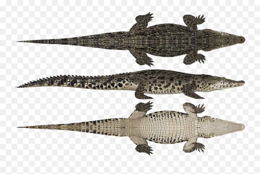 Download Crocodylia - Zoo Tycoon 2 Crocodile Png Image With Emoji,Zoo Tycoon 2 Emoticons