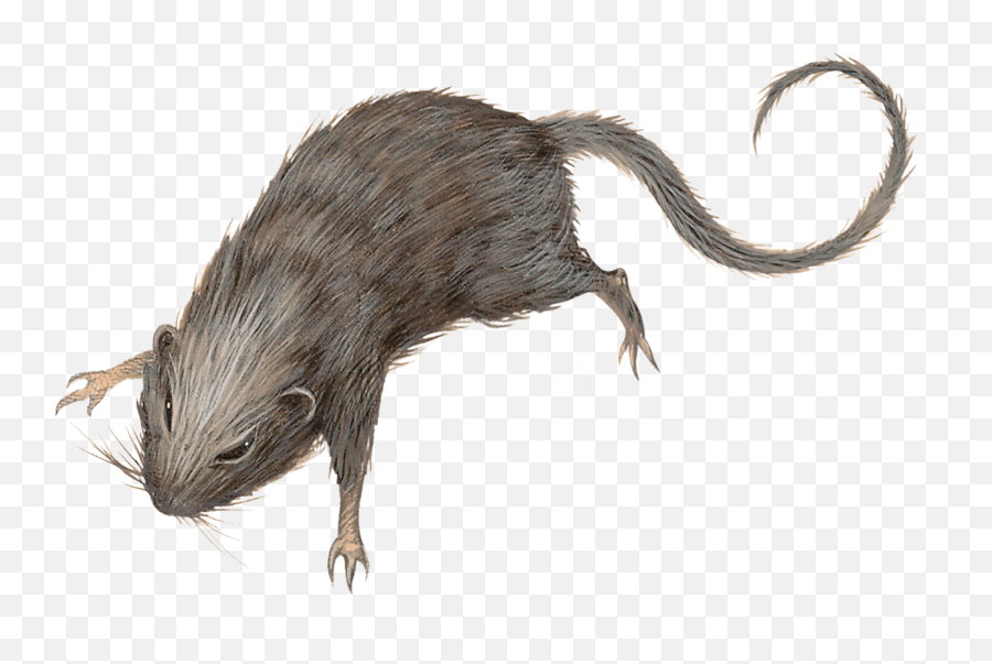 Rat Species In Du0026d 5e Campaign Backdrop World Anvil Emoji,Twitch Rat Emoticon