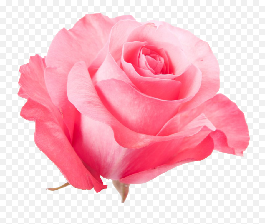The Most Edited Petal Picsart Emoji,Pinkfloweremoji Insta