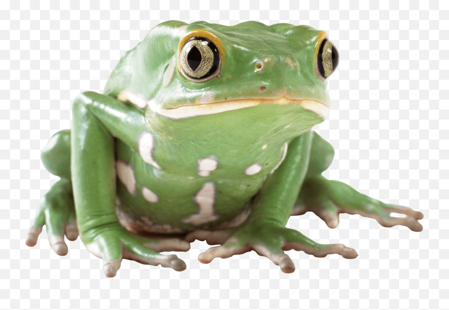 Frog Png - Album On Imgur Transparent Background Frog Transparent Emoji,Green Frog Emoji