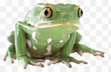 Frog Png - Album On Imgur Transparent Background Frog Transparent Emoji,Green Frog Emoji
