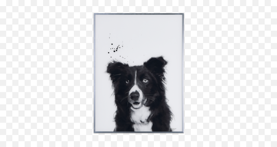 Border Collie Metal Framed Glass Wall - Black And White Border Collie Painting Emoji,Husky/border Collie Emoji