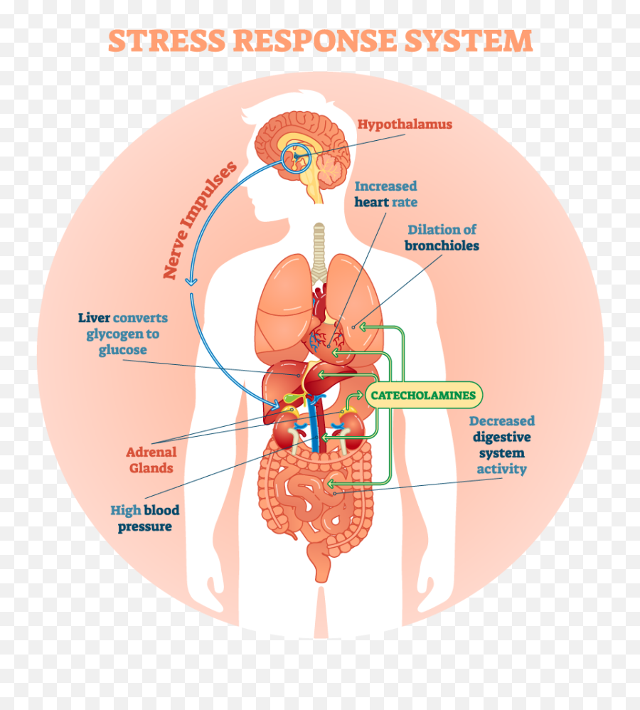 Stress Relief - Advanced Sports U0026 Family Chiropractic Acupuncture For Stress Relief Emoji,Acupuncture Sites On Back For Emotions