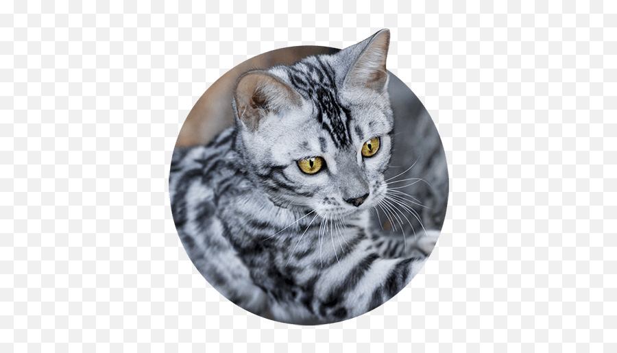 Cats Forever Ideas - Grey Silver Bengal Kitten Emoji,Cat Ear Emotions