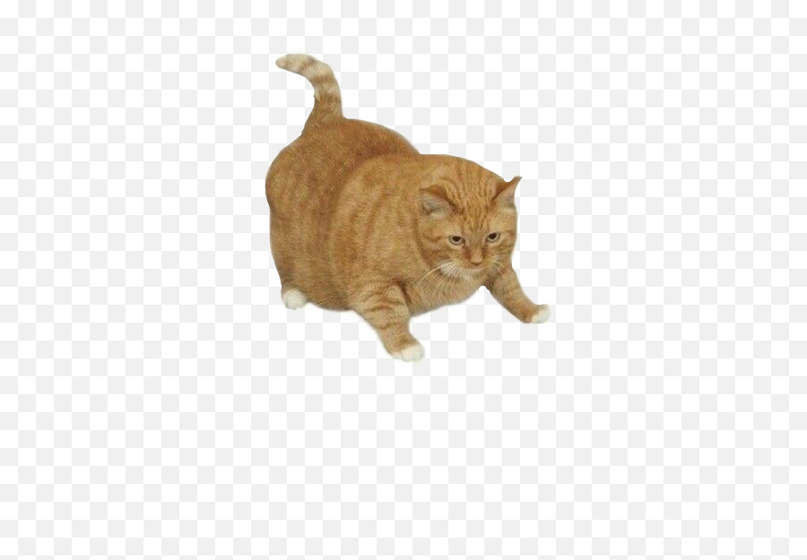 Orange Cat Png - Cat Fatcat Fat Kitty Kitten Orangecat Here Comes A Special Boy Here Comes Emoji,Grey Cat Emoji