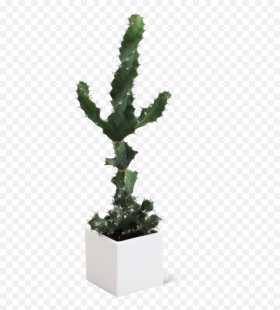 Cactus Plant Lilybee Flowers - New Holstein Wi Florist Emoji,Fanfiction Hilbert Emotion