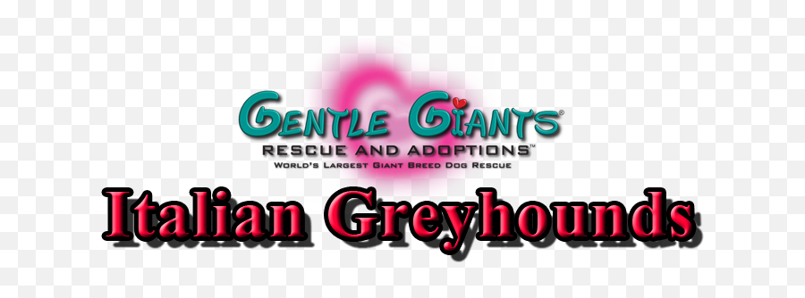 Italian Greyhounds At Gentle Giants Rescue And Adoptions Emoji,Flying Emotion Greyhound