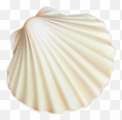 Sticker - White Sea Shells Png Emoji,Scallop Emoji