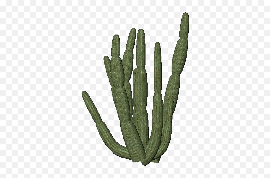 Cactus Transparent Png Cactus Free - Organ Pipe Cactus Transparent Emoji,Cactus Emoji Transparent