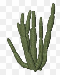 Cactus Transparent Png Cactus Free - Organ Pipe Cactus Transparent Emoji,Cactus Emoji Transparent