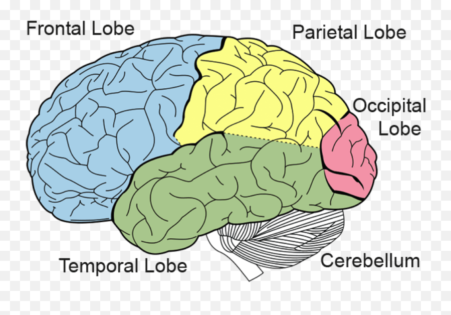 A Beginneru0027s Guide To Neuroscience - Imotions Structure Of Brain Lobes Emoji,Emotion Brain