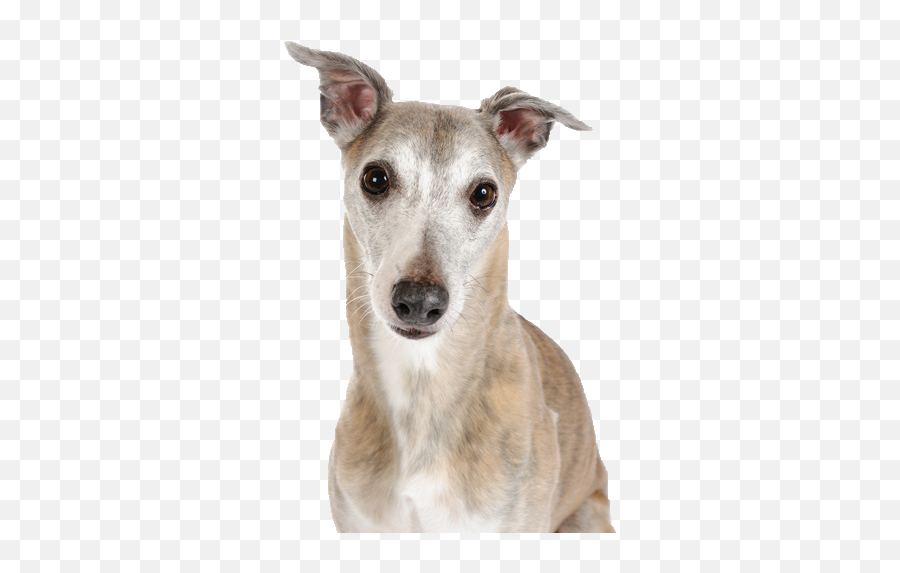 Beds And Collars For Whippets - Whippet Emoji,Whippets High On Emotion