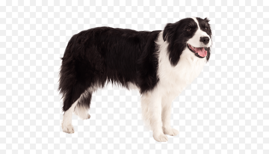 Border Collie - Black And White Collie Png Emoji,Husky/border Collie Emoji