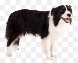 Border Collie - Black And White Collie Png Emoji,Husky/border Collie Emoji