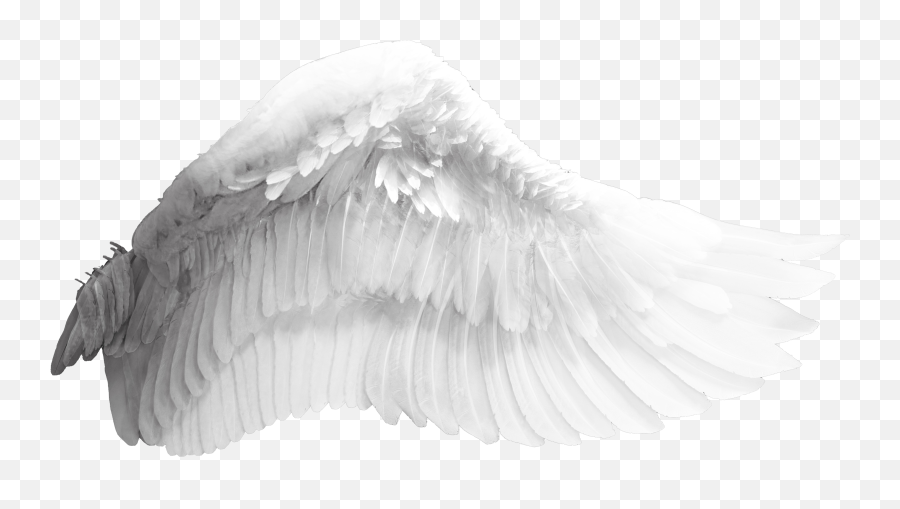 Download Wings Wing Angel Bird Free Transparent Image Hq Hq - Still Life Photography Emoji,Bird Emotions