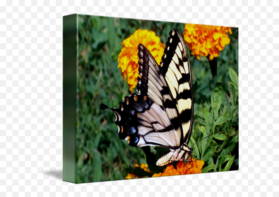 Swallow Tail Two - Western Tiger Swallowtail Emoji,Sweet Emotions Tail