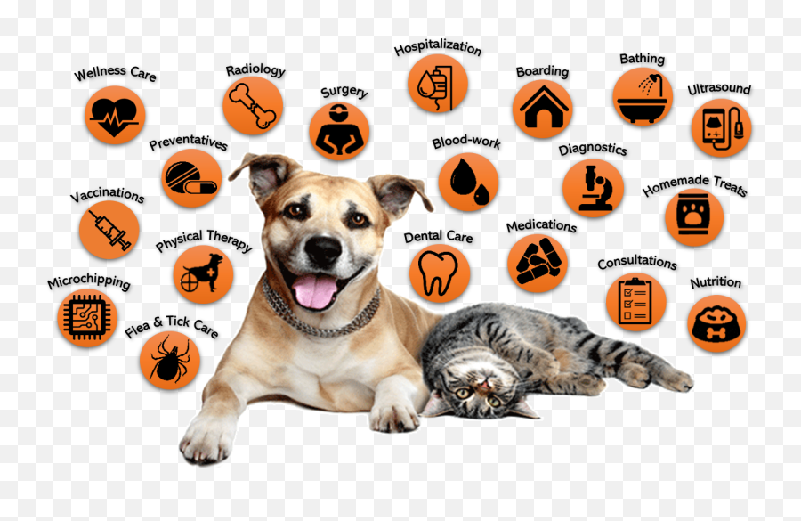 Our Services U2013 Santa Barbara Animal Hospital - Happy Cat And Dog Png Emoji,Pillsbury Doughboy Emoticon