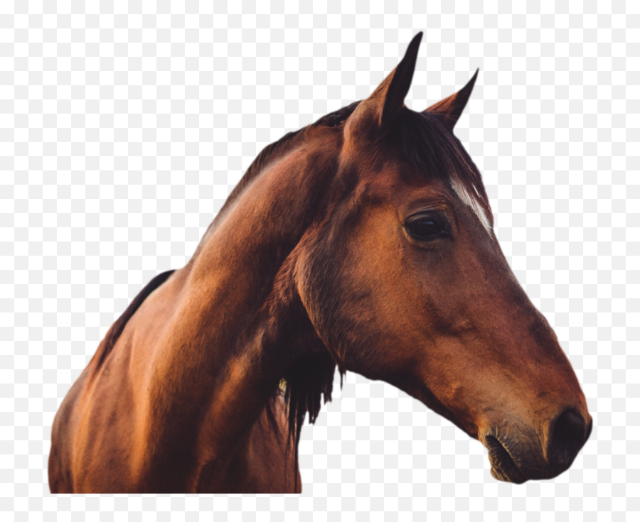 Home Intro - Dust Devil Ranch Sanctuary For Horses High Quality Picture Of A Horse Emoji,X Ribben Emoji