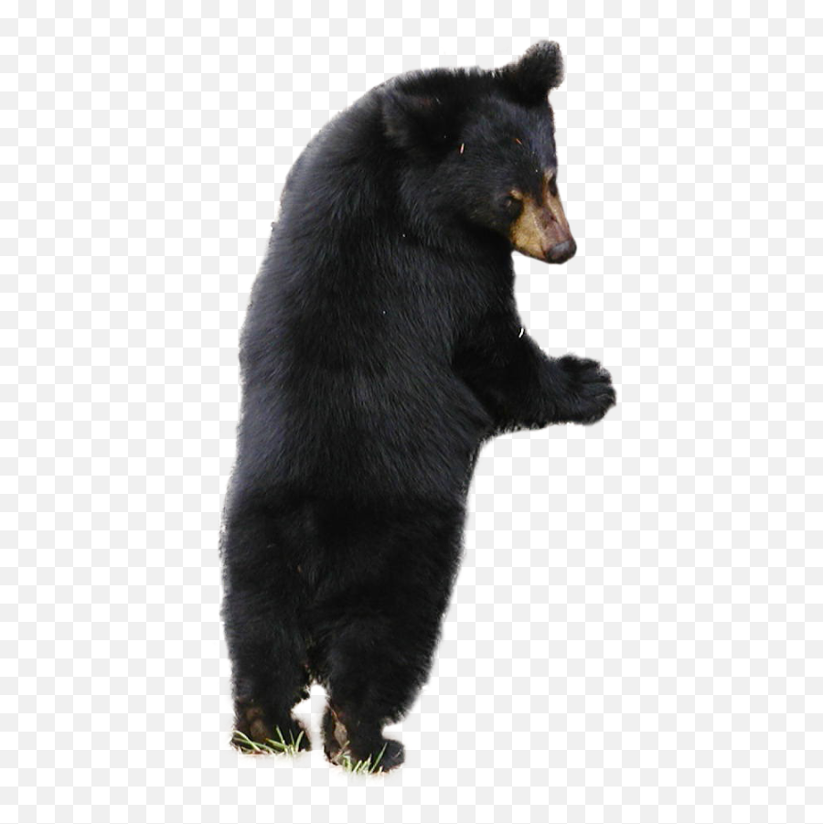 1440x1080 - Sloth Bear No Background Emoji,Black Bear Emoji