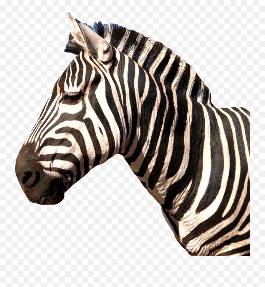 Zebra Animal Stripes Sticker - Zebra Print Emoji,Zebra Emoji