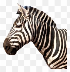 Zebra Animal Stripes Sticker - Zebra Print Emoji,Zebra Emoji