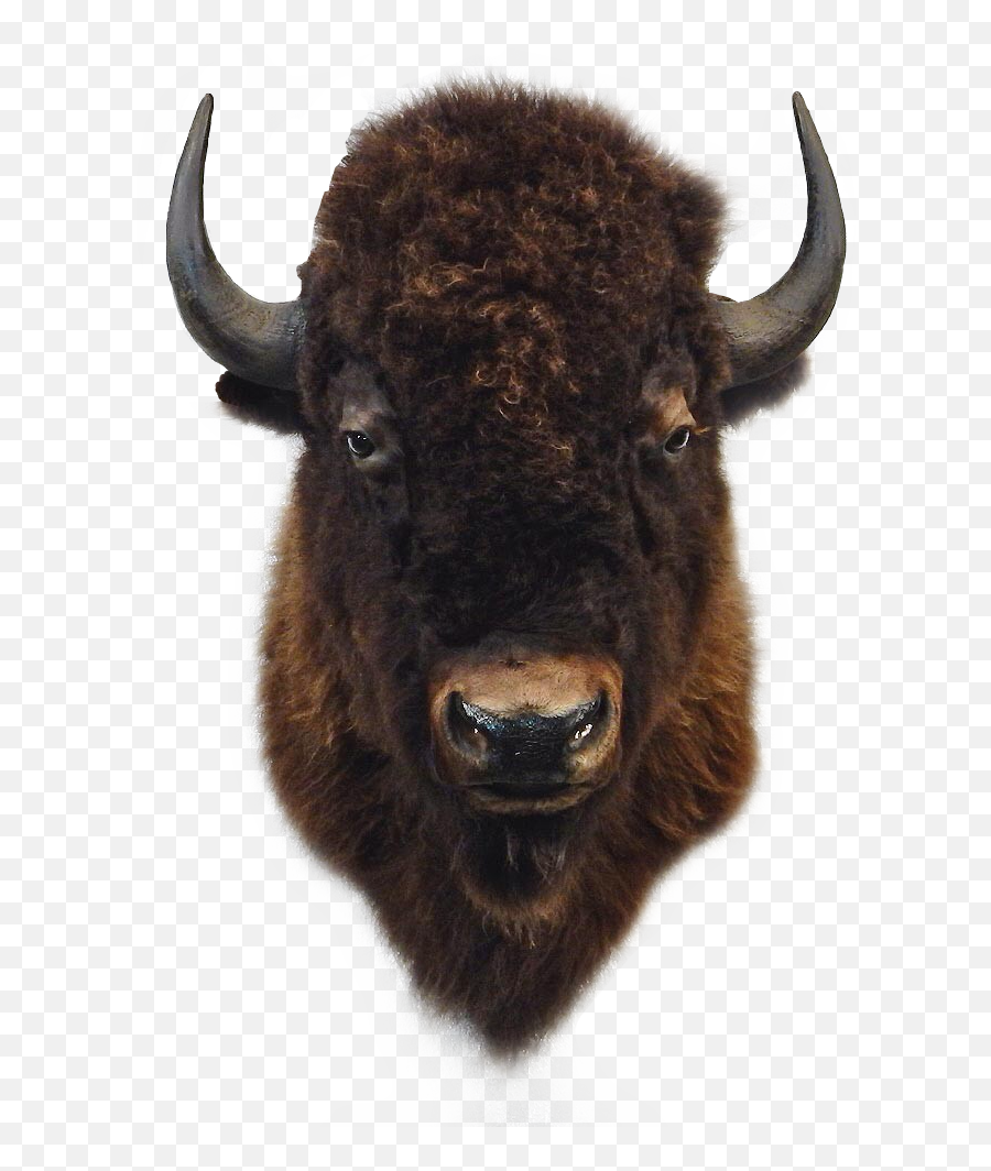 To - Buffalo Bison Head Emoji,Bison Emoji
