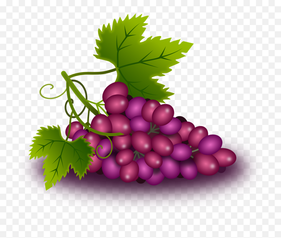 Grapes Vine Came - Free Image On Pixabay Imagenes De Uvas Y Trigo Emoji,Facebook Emoticons Grapes