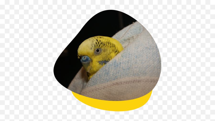 Bird Vet Perth Melbourne Brisbane - Bird Supply Emoji,Long-billed Corella Smile Emoticon