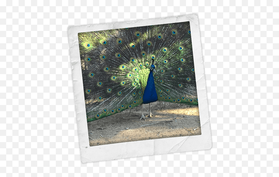Yoke Farms Emu Oil Peacock Feathers And Chicken Eggs Emoji,Adult Emojis Peacock Feather Drawing