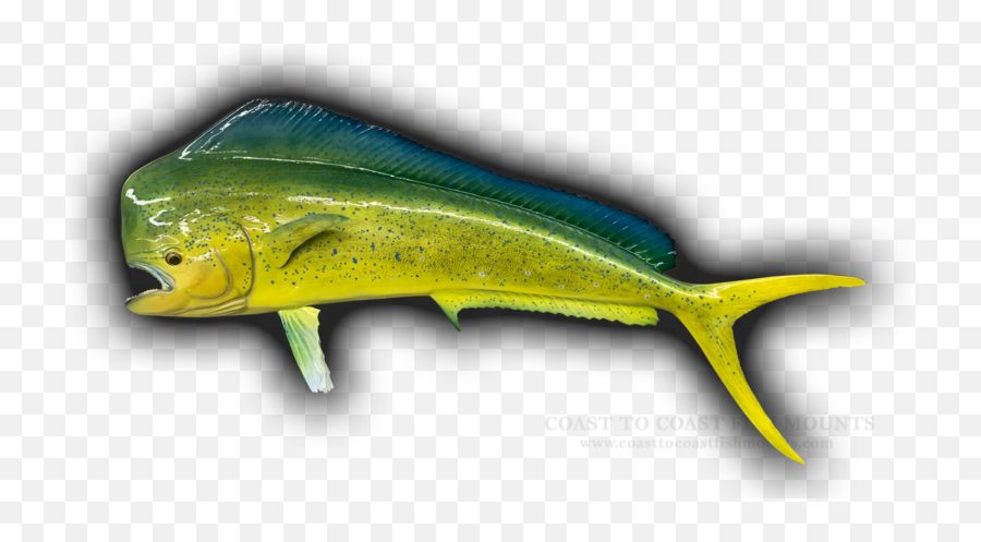 57 Bull Dolphin Mahi - Mahi Fish Mount Replica 316 Emoji,Emotions Go Fish