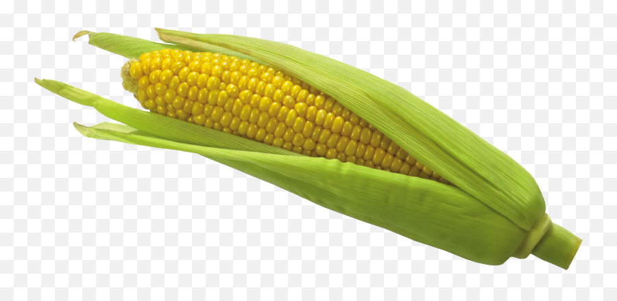 Corn Clipart Baby Corn Corn Baby Corn - Transparent Corn Png Emoji,Corn Cob Emoji