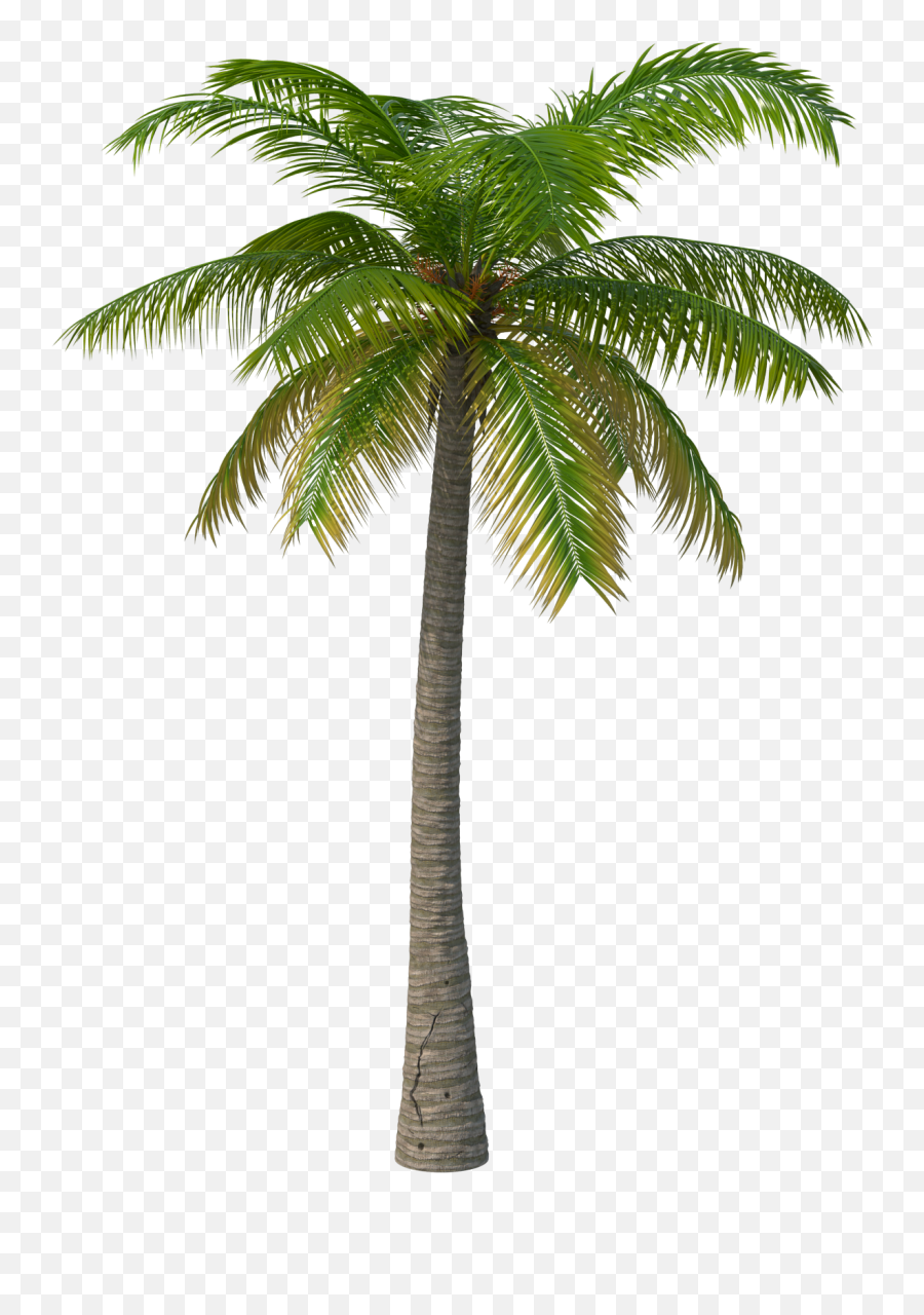 Sdr2 - Transparent Background Cutout Palm Tree Png Emoji,Doja Cat Play With My Emotions Lyrics