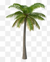 Sdr2 - Transparent Background Cutout Palm Tree Png Emoji,Doja Cat Play With My Emotions Lyrics