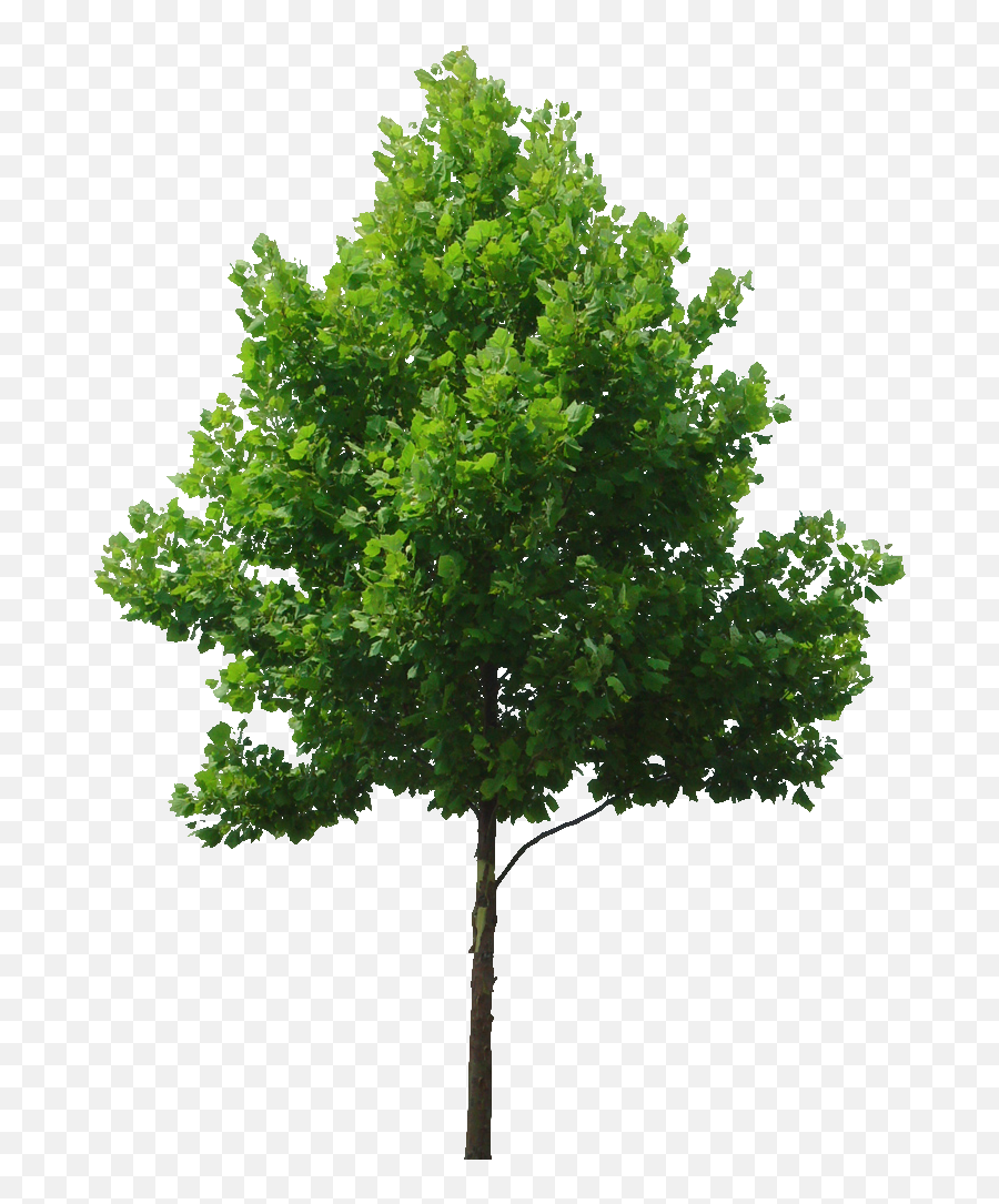 Trees For Photoshop Rendering - Tree Png Transparent Emoji,Deciduous Tree Emoji