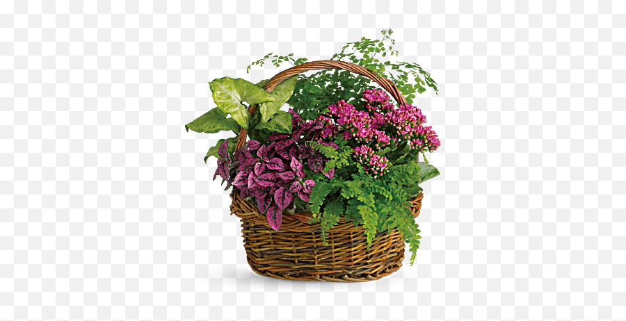 21 Funeral Dishgardens And Plants Ideas Plants Flower - Teleflora Secret Garden Basket Emoji,Emotions Diney