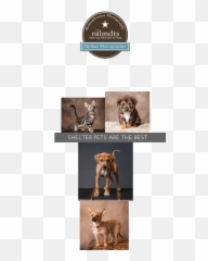 Deborah Billingsley Photography - Guard Dog Emoji,Sad Emotion Professional Photography