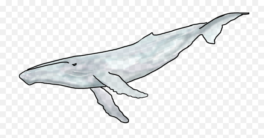 Whales Do It Birds Do It - Sei Whale Emoji,Whales Mimicking Human Emotion