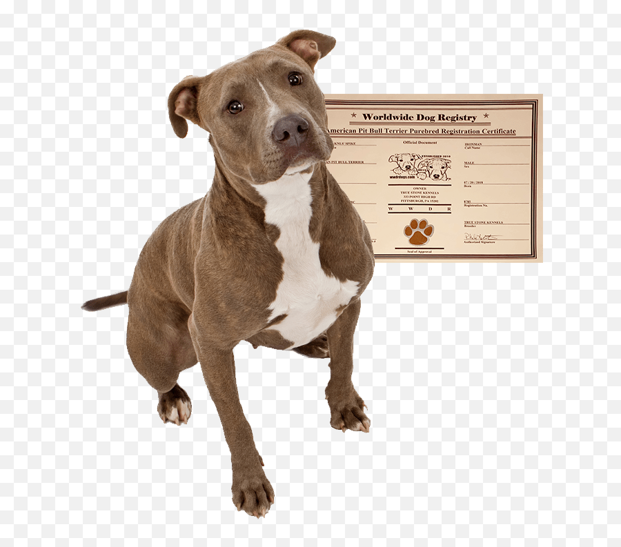 Home - Worldwide Dog Registry Emoji,Pitbulls Read Emotion