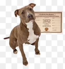 Home - Worldwide Dog Registry Emoji,Pitbulls Read Emotion