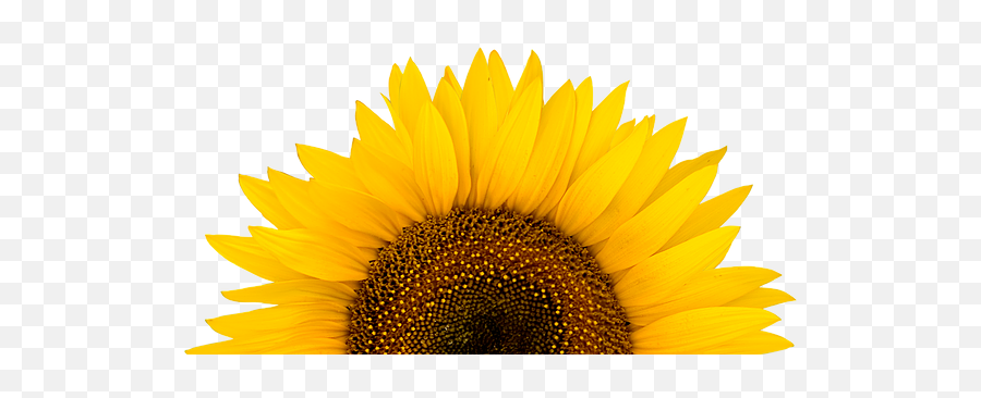 Long Island Sunflower Festival - Sunflower Png Emoji,Facebook Sunflower Emoticons
